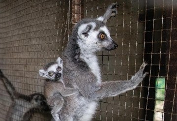 Lemurs before they are removed and transported to Black Beauty Ranch in Murchison, Texas.