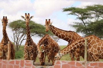 Giraffes peeking over a wall in Kenya