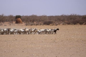 Goats on a plain in drought-stricken Kenya