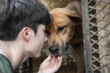 Responder pets a dog before rescuing them from dog meat farm