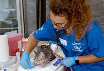 A vet student treats a cat at a RAVS clinic