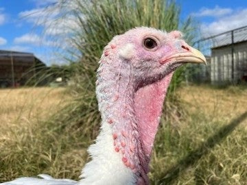 A turkey standing in a field
