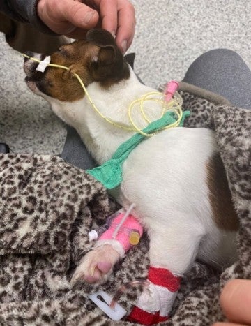 A sick puppy hooked up to an IV to eat and drink