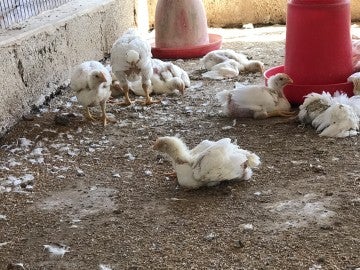 Broiler chickens struggle to walk