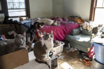 A large number of cats in a small room in poor conditions