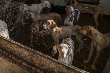 Group of Great Danes with their ribs showing in a room