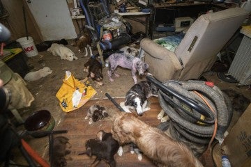 Several dogs lay on the floor of a house in poor condition