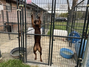 A dog stands and stretches out in a kennel
