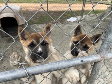 Two dogs stand next to the fence of a kennel
