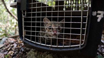 A margay in a crate