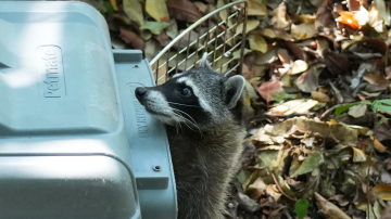A raccoon looking around the wild habitat