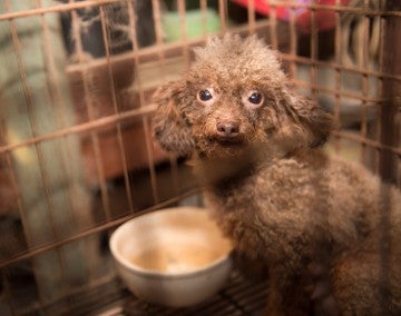 B.B., a dog rescued from a Cabarrus County, North Carolina, puppy mill on 9/26/16