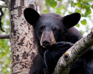 black bear in tree