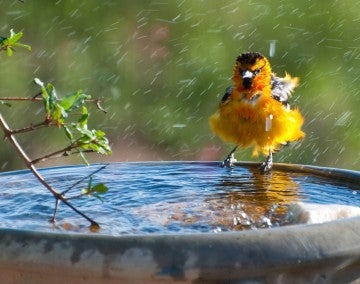 Bird in birdbath, enjoying a humane backyard