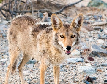coyote in Death Valley National Park