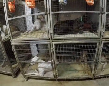Rows of greyhounds in cages