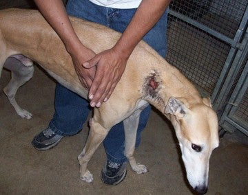 Greyhound with flesh wound