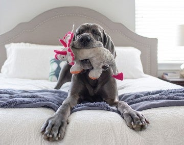 Wanda, a rescued great dane, playing with a toy on her adopters bed.