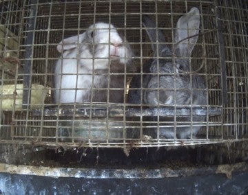 Rabbits in filthy indoor cages