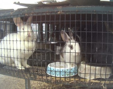 Rabbits in overcrowded outdoor hutch