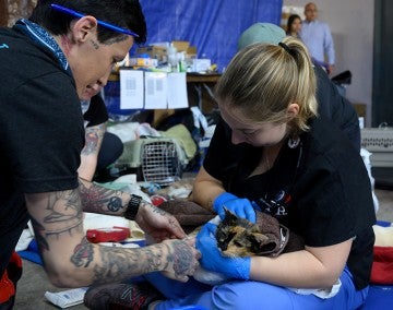 A cat being treated by vets and techs at Spayathon for Puerto Rico