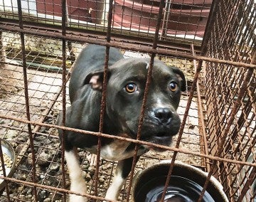 Sophia in a cage at a dog meat farm before being rescued