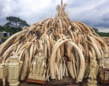 Pile of seized ivory