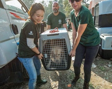 HSI rescuers and a do being transported after rescue from a dog meat farm