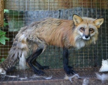 Sad red fox in a cage on a fur farm 