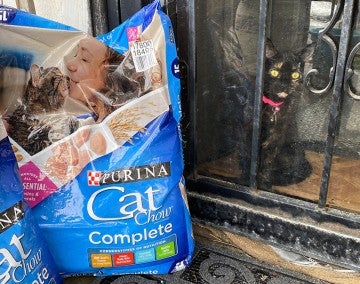 Cat standing in a doorway with bags of food on the porch