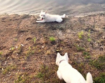 West Highland terriers Abby and Izzy playing on the shore of a retaining pond in Wilmington, North Carolina