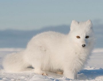 wild arctic fox in snow