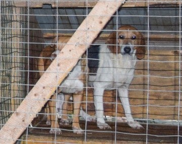 Beagle dog in cage. 