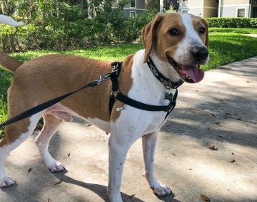 Beagle dog outside for a walk.