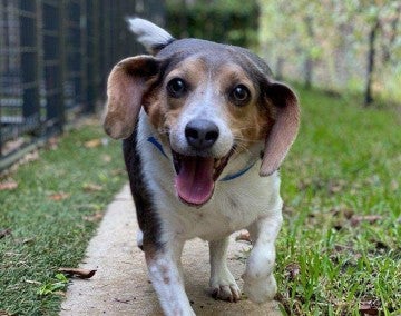Beagle dog at doggie daycare, running outside.