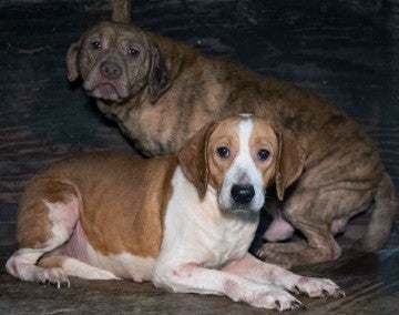 Dogs outside living in severe neglect, rescued by HSUS