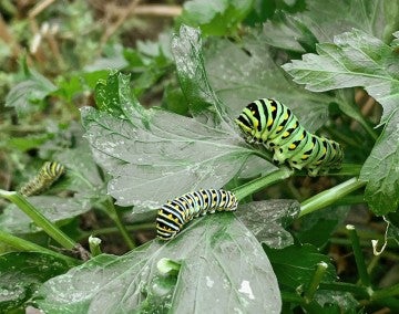 black swallowtail caterpillars on italian parsley in herb garden