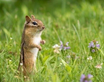chipmunk stands in the grass on a sunny summer afternoon