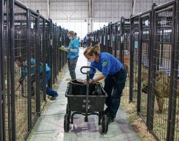 Dogs rescued from the South Korea dog meat trade at a temporary shelter in the United States