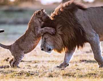 lion cub embracing father