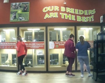 Undercover footage video still of a Petland store