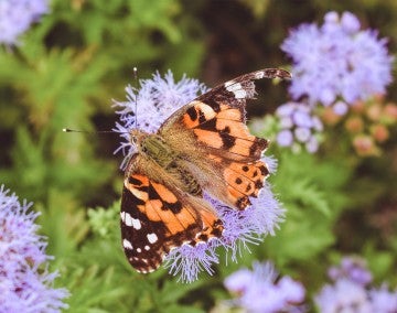 A butterfly with a broken wing sitting on beautiful flowers in a garden