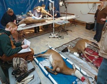 Tranquilized deer await surgery in a garage