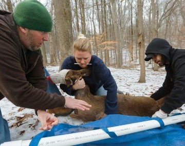 Debbie LaTorre returns a doe to the woods soon after surgery
