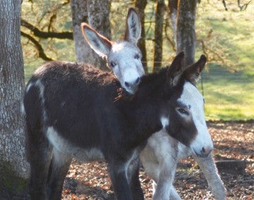 Two young donkies use their necks to wrestle and cuddle each other beneath the trees at Duchess Sanctuary