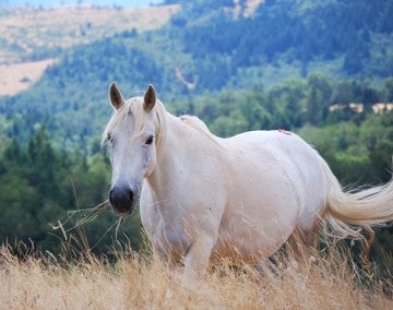 A white horse munches on the plentiful wild hay at Duchess Sanctuary as it freely roams the large meadow with rolling hills in the background
