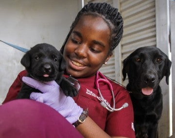 A RAVS volunteer holds sits next to an adult black lab holding one of her puppies as she gets ready to perform a free exam at a RAVS clinic