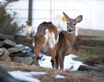 Photo of a tagged deer