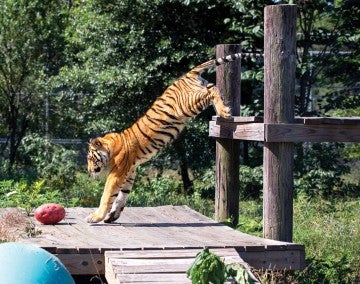 India the tiger jumping down from his platform
