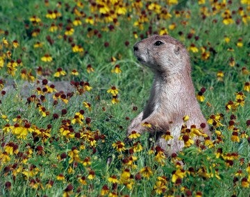 Photo of a prairie dog standing up in a field of wild flowers.